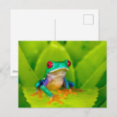 Red-eyed tree frog, Costa Rica ポストカード (正面/裏面)