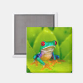 Red-eyed tree frog, Costa Rica マグネット (正面/裏面)