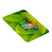 Red-eyed tree frog, Costa Rica マグネット (右側)