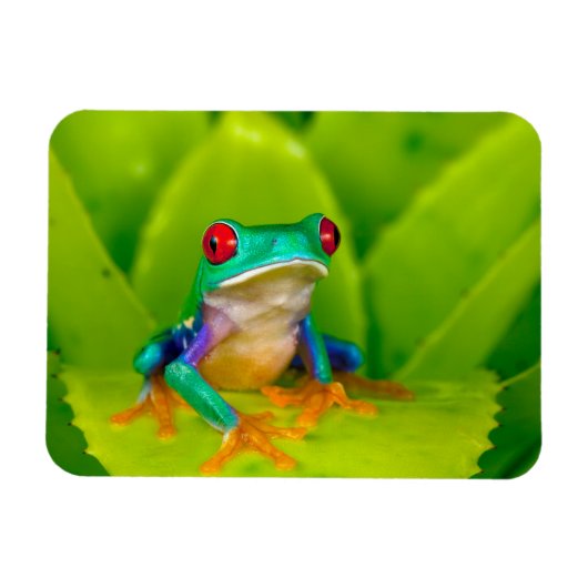 Red-eyed tree frog, Costa Rica マグネット (横)