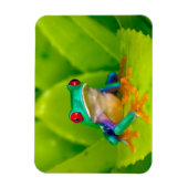 Red-eyed tree frog, Costa Rica マグネット (縦)