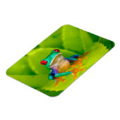 Red-eyed tree frog, Costa Rica マグネット (左側)