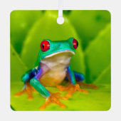 Red-eyed tree frog, Costa Rica メタルオーナメント (正面)