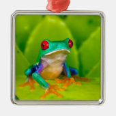 Red-eyed tree frog, Costa Rica メタルオーナメント (正面)
