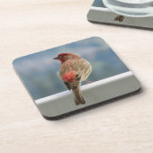 Red Finchビューをチェックアウト中。 コースター (左側)