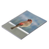 Red Finchビューをチェックアウト中。 ノートブック (左側)