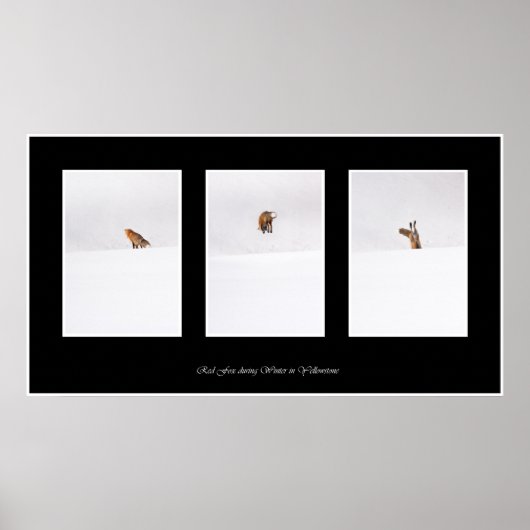 Red Fox ポスター (正面)