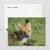 Red Fox Alaska ポストカード (正面/裏面)