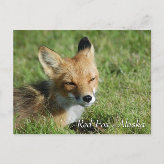 Red Fox Alaska ポストカード (正面)