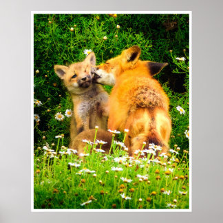 Red Fox Family Wildlife Tender Nature Art Print ポスター