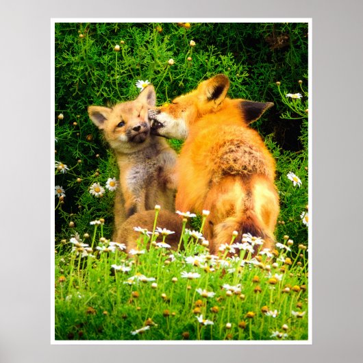 Red Fox Family Wildlife Tender Nature Art Print ポスター (正面)