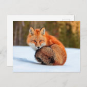 Red Fox In Snow | Yukon ポストカード (正面/裏面)