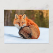 Red Fox In Snow | Yukon ポストカード (正面)