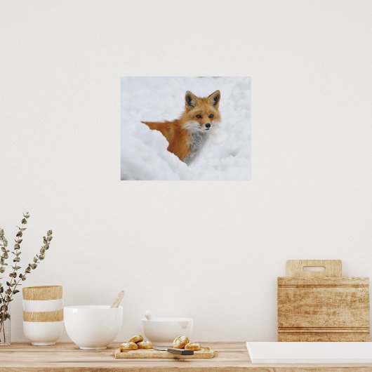 Red Fox in the Snow ポスター (キッチン)