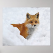 Red Fox in the Snow ポスター (正面)