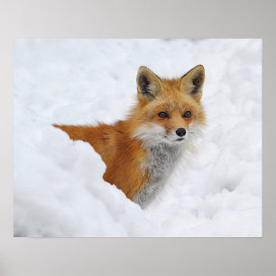 Red Fox in the Snow ポスター