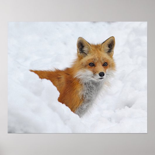 Red Fox in the Snow ポスター (正面)