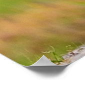 Red Fox Kit ポスター (角)