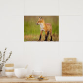 Red Fox Kit ポスター (キッチン)