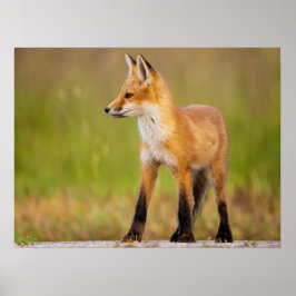 Red Fox Kit ポスター