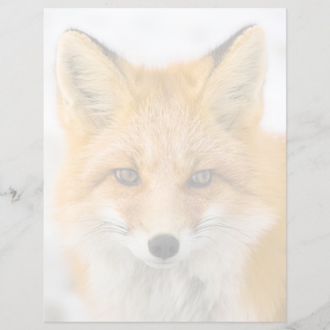 Red Fox Portrait (正面)