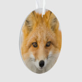 Red Fox Portrait オーナメント (正面)