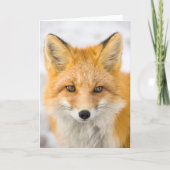 Red Fox Portrait カード (正面)
