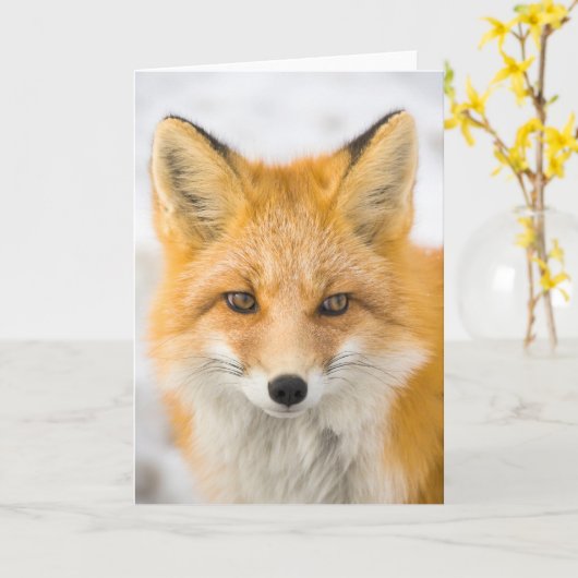 Red Fox Portrait カード (黄色い花)