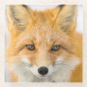 Red Fox Portrait ガラスコースター (正面)