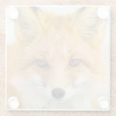Red Fox Portrait ガラスコースター (裏面)
