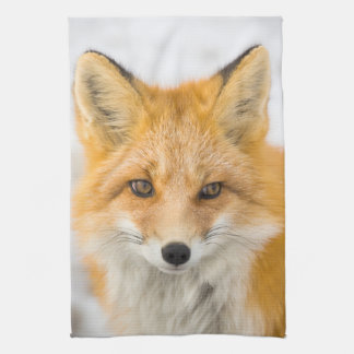 Red Fox Portrait キッチンタオル