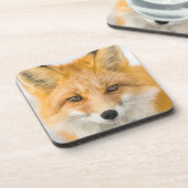 Red Fox Portrait コースター (左側)