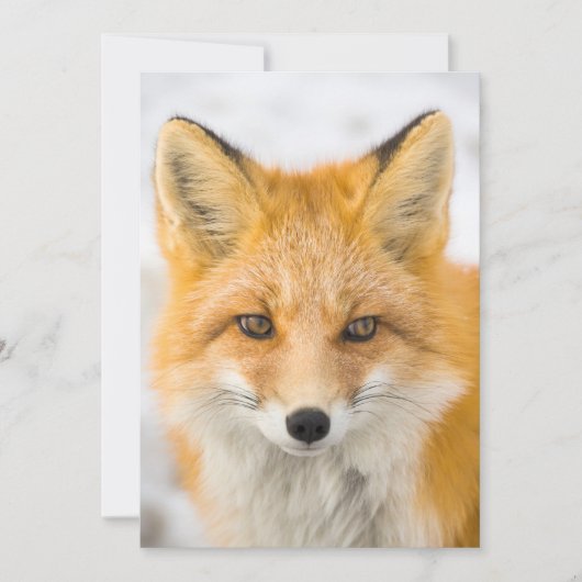 Red Fox Portrait サンキューカード (正面)