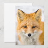 Red Fox Portrait サンキューカード (正面/裏面)