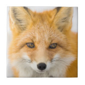 Red Fox Portrait タイル (正面)