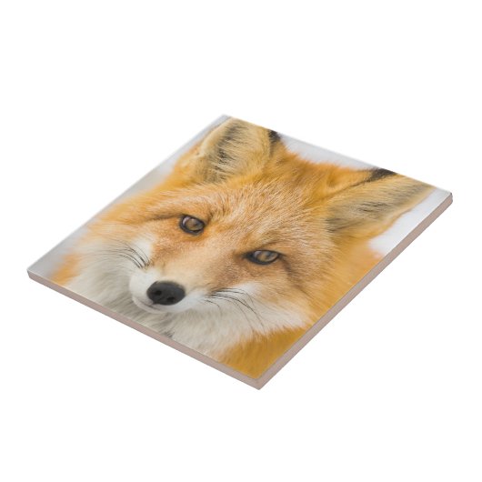 Red Fox Portrait タイル (側面)