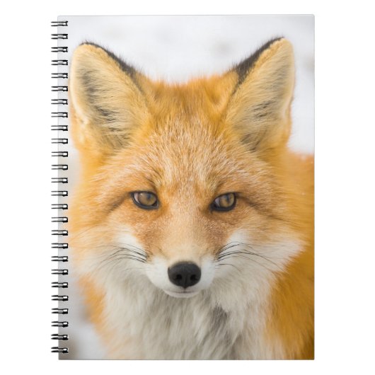 Red Fox Portrait ノートブック (正面)