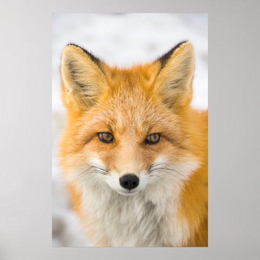 Red Fox Portrait ポスター (正面)