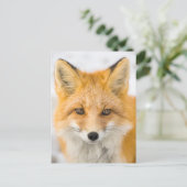 Red Fox Portrait ポストカード (スタンド正面)