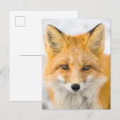 Red Fox Portrait ポストカード (正面/裏面)