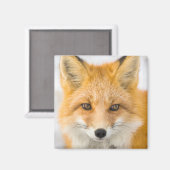 Red Fox Portrait マグネット (正面/裏面)