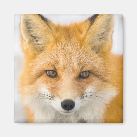 Red Fox Portrait マグネット (正面)