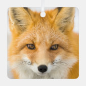 Red Fox Portrait メタルオーナメント (正面)