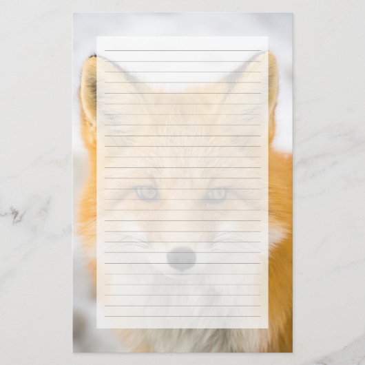 Red Fox Portrait 便箋 (正面)