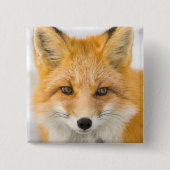 Red Fox Portrait 缶バッジ (正面)
