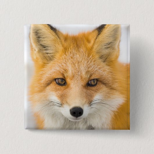 Red Fox Portrait 缶バッジ (正面)