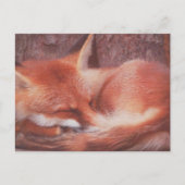 Red Fox POSTCARD ポストカード (正面)