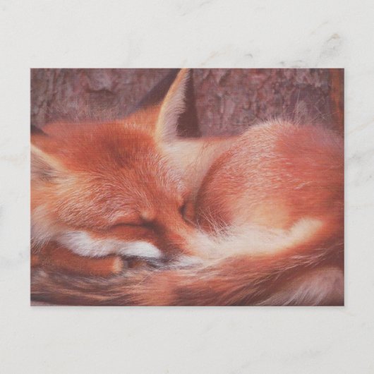 Red Fox POSTCARD ポストカード (正面)
