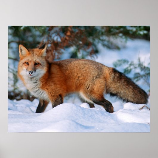 Red Fox | Snow in Winter, Montana ポスター (正面)