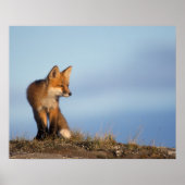 red fox, Vulpes vulpes ポスター (正面)
